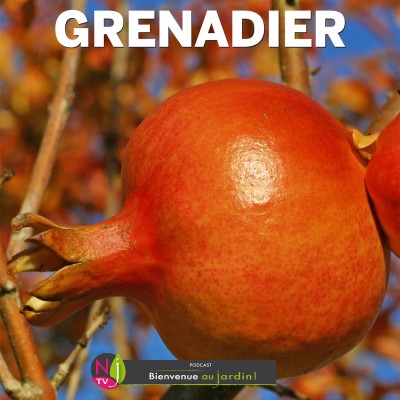 LE DOSSIER: TOUT SAVOIR SUR LES GRENADIERS (à fruits et à fleurs) cover
