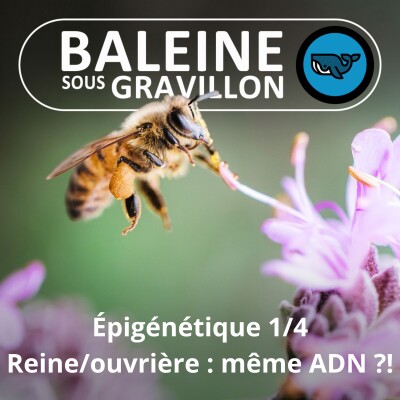 S07E159 Épigénétique, quand le milieu modifie l'expression des gènes 1/4 (Renaud Pourpre, Exaltia) cover