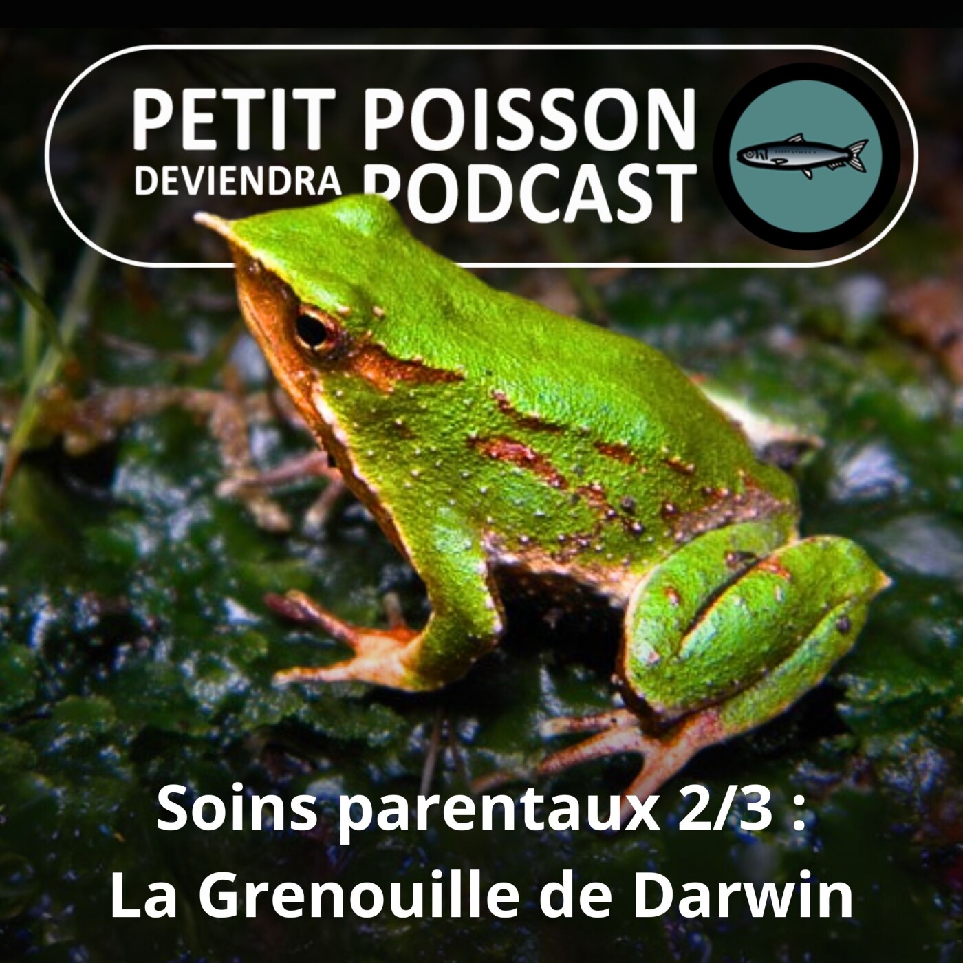 Petit Poisson deviendra Podcast