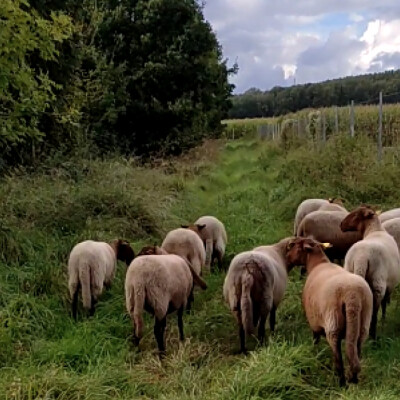 Il était une bergère cover