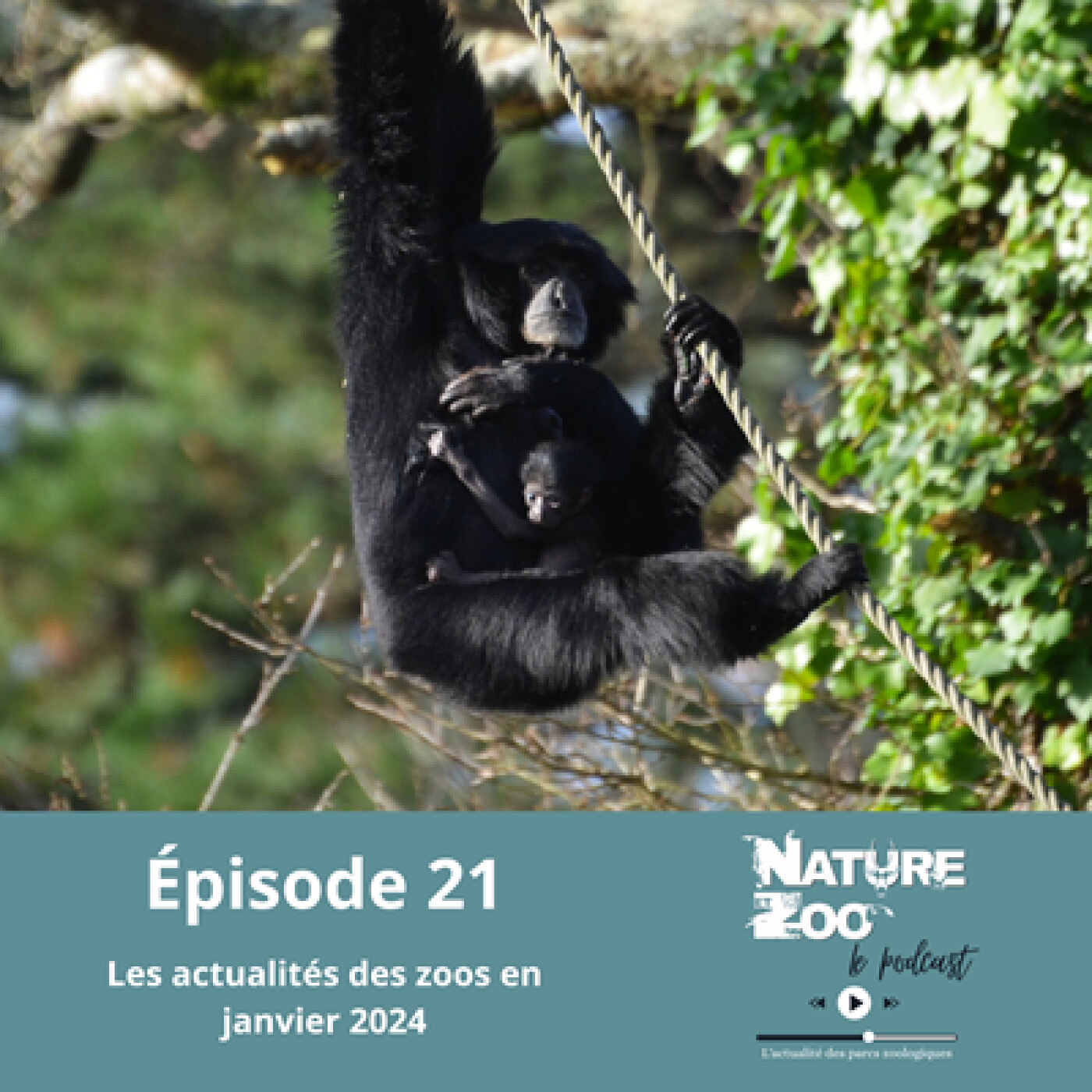 Épisode 21 (ACTU) - Les actualités en janvier 2024 episode artwork