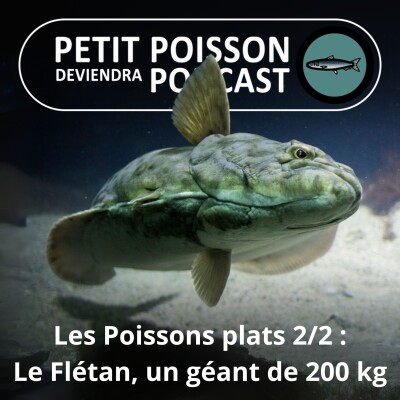 S03E04 Les Poissons plats 2/2 : Le Flétan, un géant de 200 kg ! cover