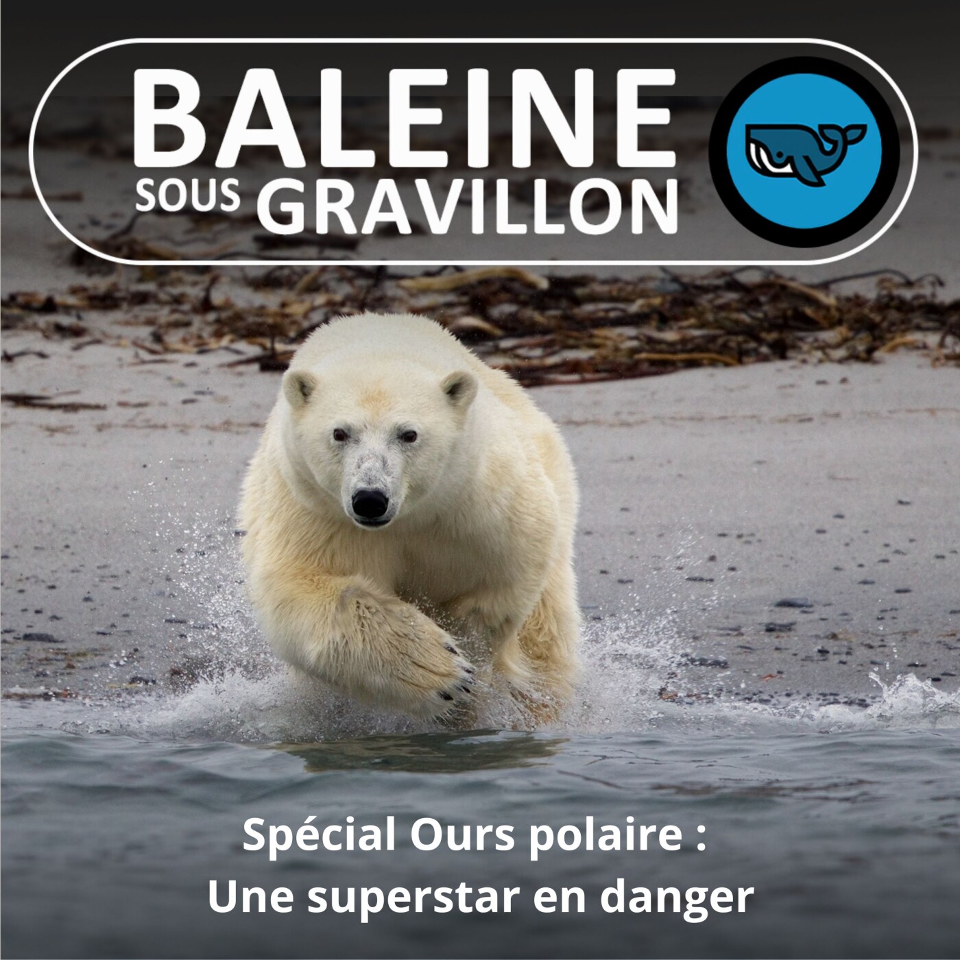 SPÉCIAL OURS POLAIRE 1/3 : Une superstar méconnue et surtout, en danger (Rémy Marion)