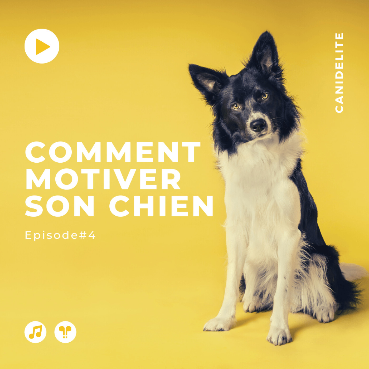 Episode #4 : Motiver votre chien pour mieux l'éduquer !