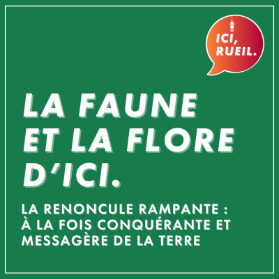 La Faune et la Flore : la renoncule rampante, à la fois conquérante et messagère de la terre cover