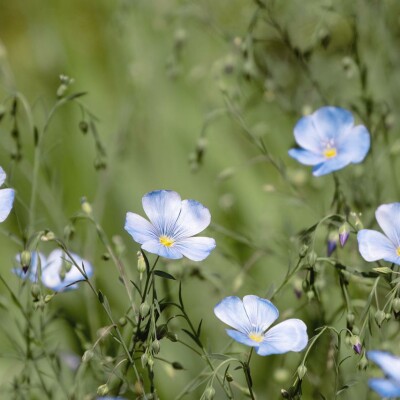 Hauts de Flandres : le lin en fête cover
