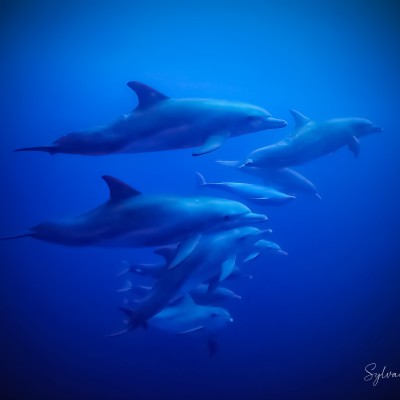 HORS-SÉRIE S02HS07 Enquête sur les 3600 cétacés captifs dans les delphinariums du monde cover