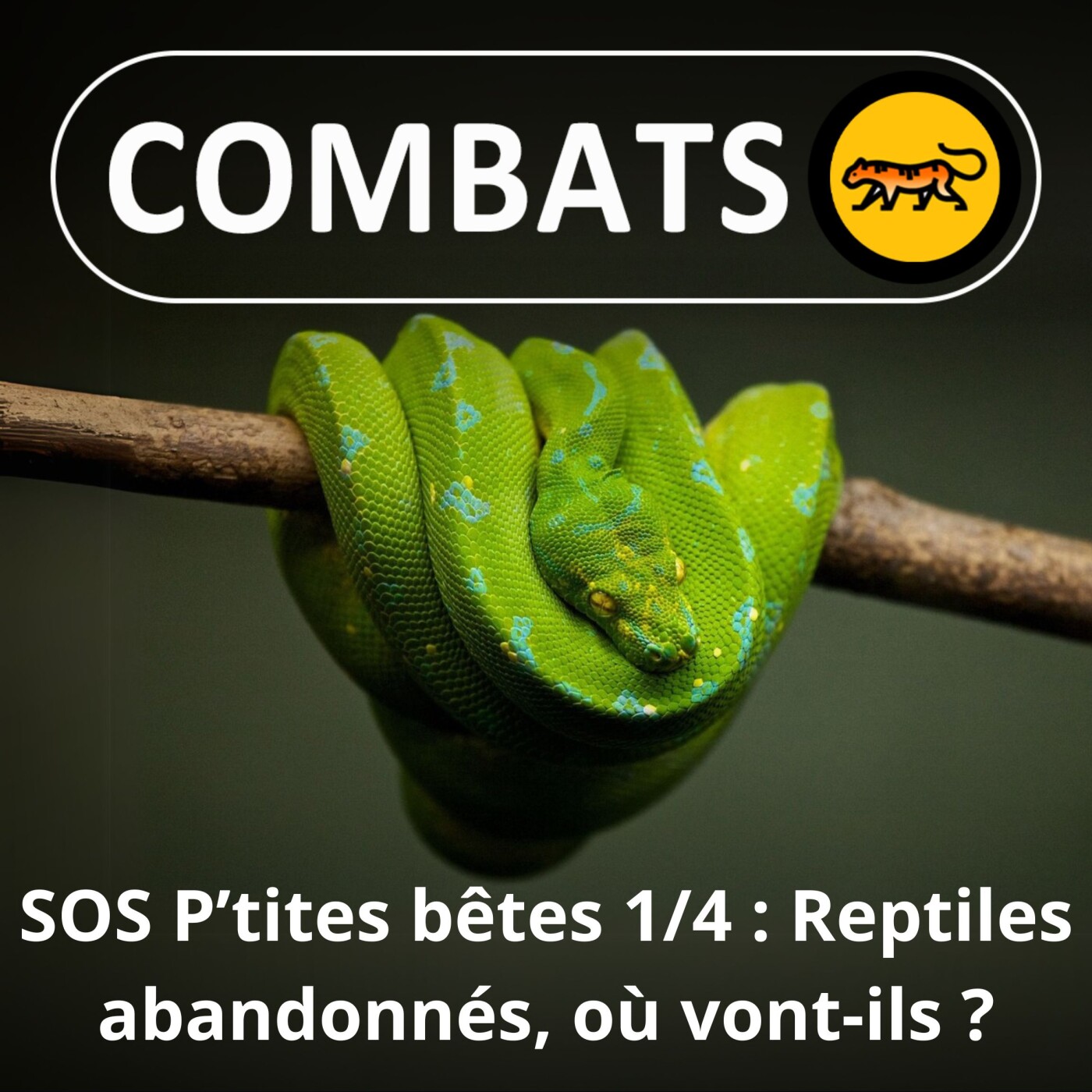 S01E34 SOS P'tites Bêtes 1/4 : Un ado au secours des reptiles exotiques abandonnés (Abel Jeudon)