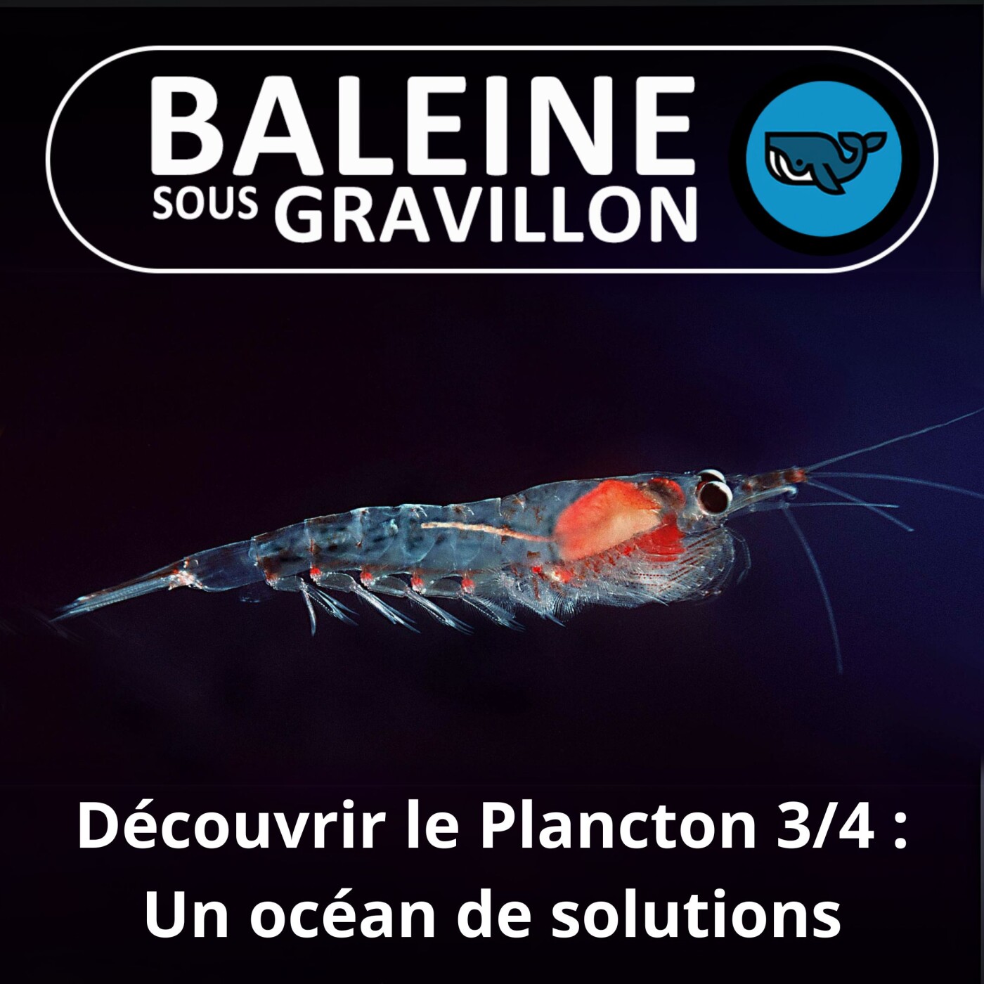 Baleine sous Gravillon