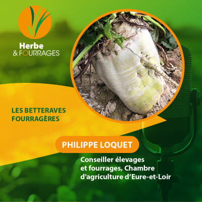 HERBE ET FOURRAGES - Les betteraves fourragères cover