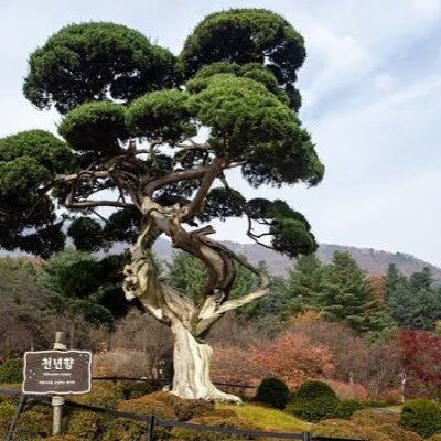 Le jardin du matin calme cover