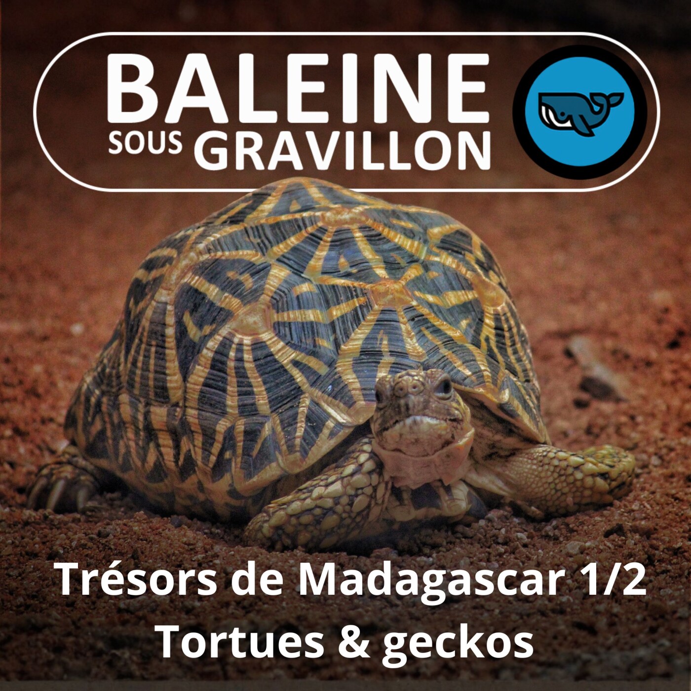 BEST OF D'ÉTÉ #01 Trésors de Madagascar 1/2 : Tortues étoilées et Geckos... sataniques (Olivier Marquis)