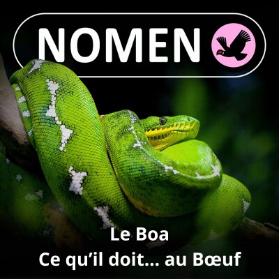 S02E33 Boa / Bœuf : Une origine surprenante cover