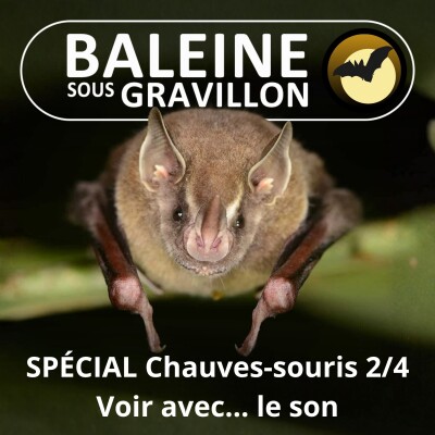 SPÉCIAL Chauves-souris 2/4 : Voir dans la nuit... avec le son ! cover