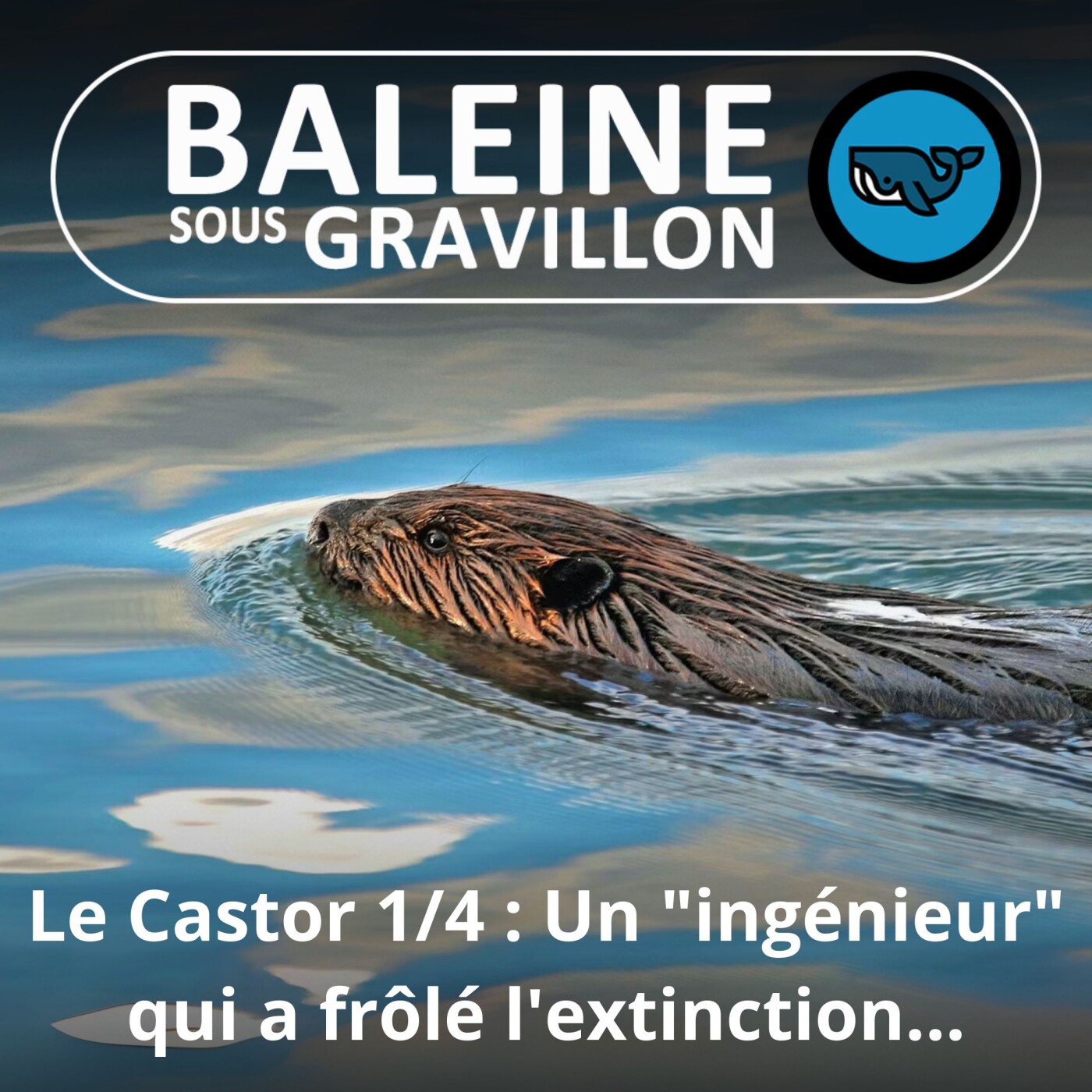 S06E05 Le castor 1/4 : Un "ingénieur" qui a frôlé l'extinction...