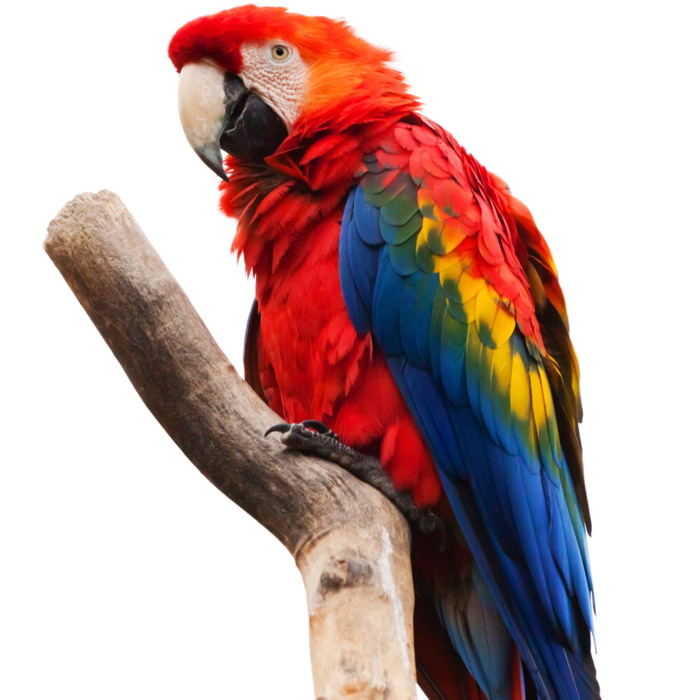 WILD - PODCAST ANIMALIER #0 - TEASER PRESENTATION EMISSION