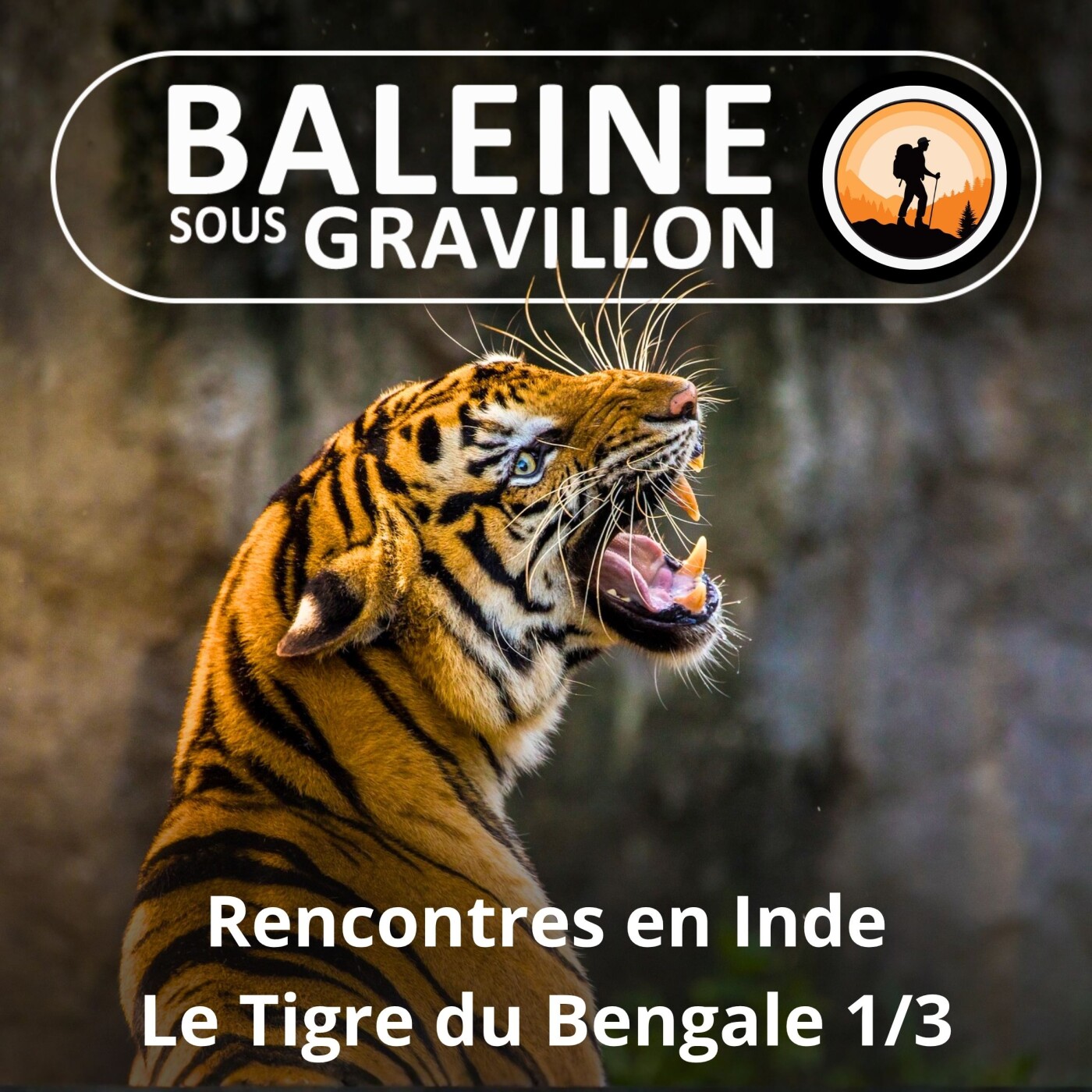 S02E20 Rencontres en Inde : Le Tigre du Bengale (Kris de Bardia 1/3) episode artwork