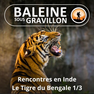 S02E20 Rencontres en Inde : Le Tigre du Bengale (Kris de Bardia 1/3) cover