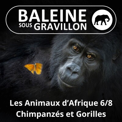 S02E79 Les Animaux d'Afrique 6/8 : Chimpanzés et Gorilles... cover