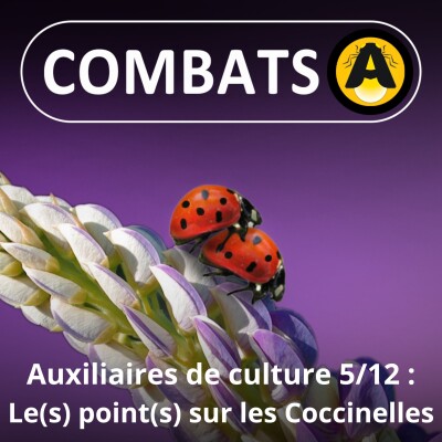 SPÉCIAL Auxiliaires 5/12 : Les Coccinelles, des superstars depuis le Moyen-Âge ! cover