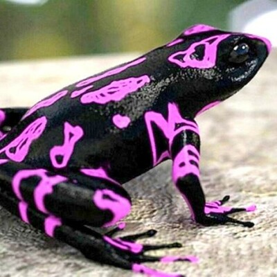 2023-01-09 Les animaux remarquables cover