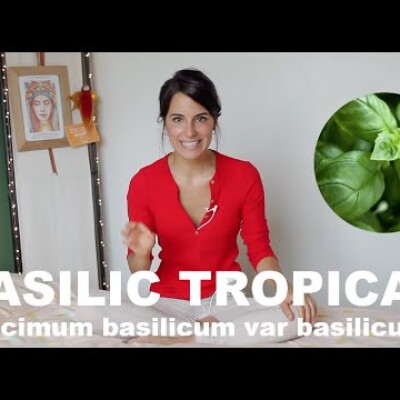 L'huile essentielle de Basilic tropical - Ocimum basilicum var basilicum : contre nos spasmes ! cover