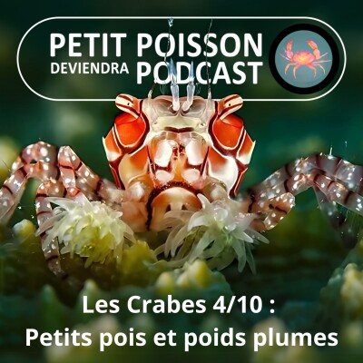 S04E34 Les Crabes : Un Petit-pois... plume, qui vit DANS les coquillages ! cover