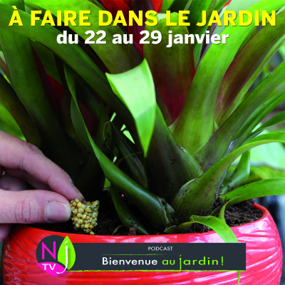 QUE FAIRE DANS LE JARDIN DU 22 AU 29 JANVIER ? cover