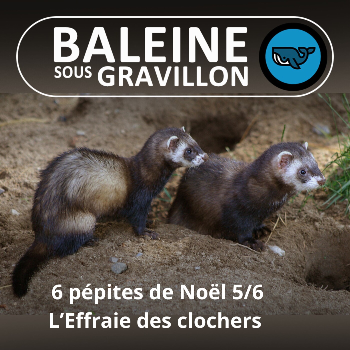 6 PÉPITES DE NOËL 6/6 : Le Putois européen, un raréfaction qui ne sent pas bon (non plus)