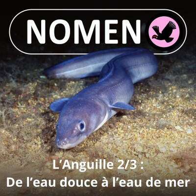 S02E07 Des civelles aux Anguilles de jardin, en passant par le gros Congre ... cover