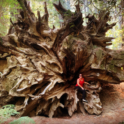 La fin de mon voyage cover