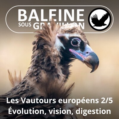S04E39 Vautours européens 2/5 : Évolution, vision, digestion cover