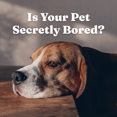 Why Your Pet's 'Bad Behavior' Is Actually Boredom And How to Fix It Today cover