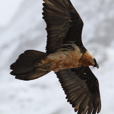 Animaux Corses avec l'école de Petreto cover
