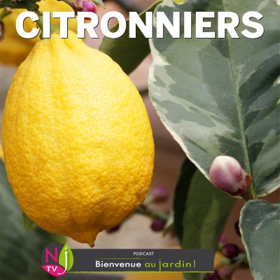 CITRONS ET CITRONNIERS COMMENT LES CULTIVER ? cover