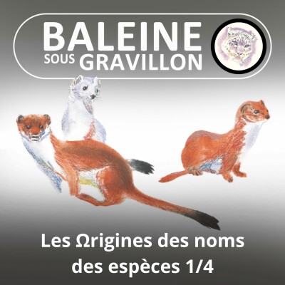 HORS-SÉRIE Les Ωrigines des noms des espèces 1/4 : Les trésors cachés des mots (Marc Mortelmans) cover