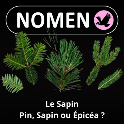 S01E20 Le Sapin : Le roi des forêts est aussi le plus grand arbre européen cover