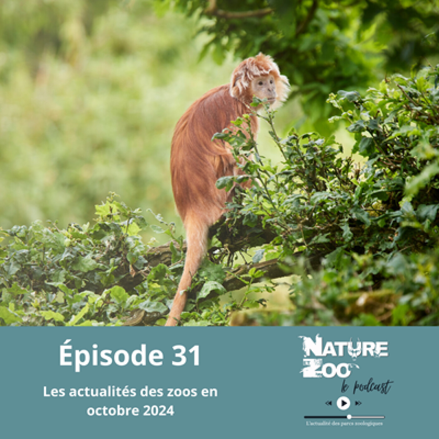 Épisode 31 (ACTU) - Les actualités en octobre 2024 episode artwork