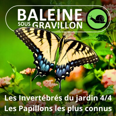 S05E33 Les Invertébrés du jardin 4/4 : Qui sont les plus célèbres Papillons ? (Ludivine Delamare) cover