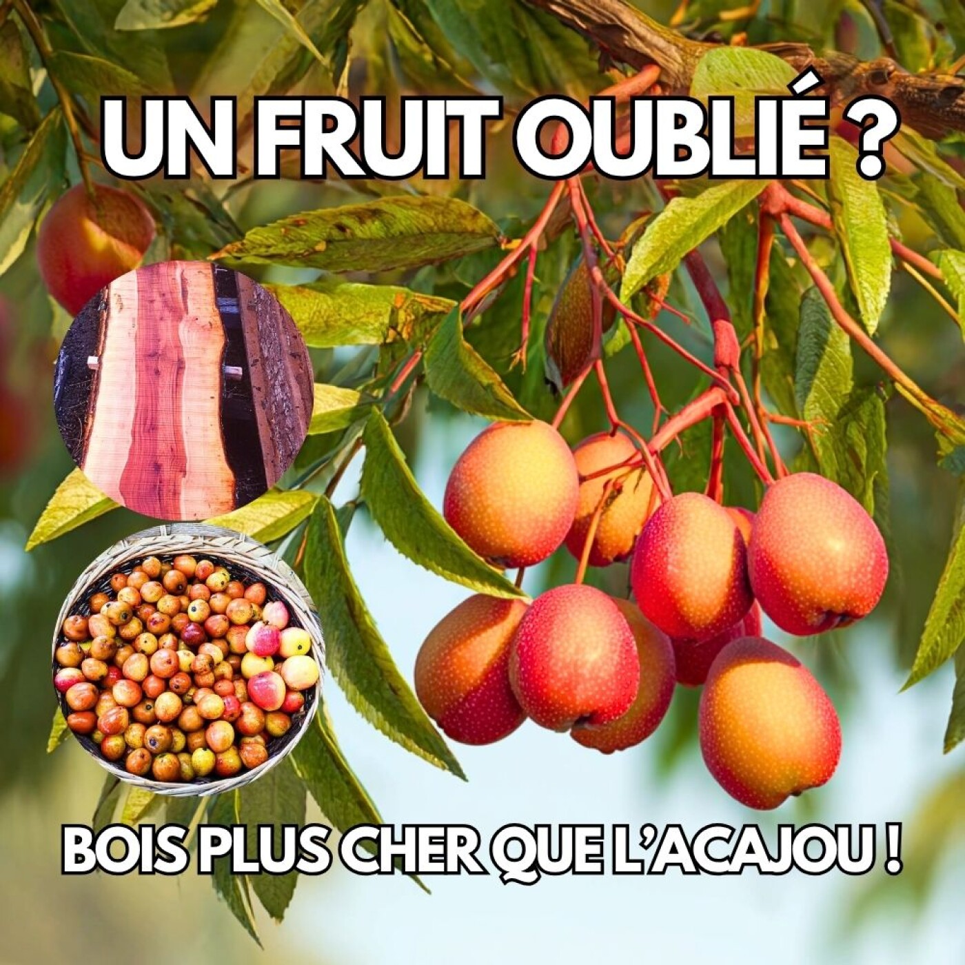 La forêt des délices