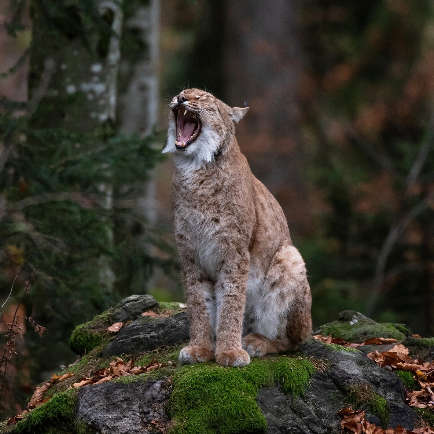 SPÉCIAL Lynx, avec le cinéaste Laurent Geslin 1/4 : Rencontres intimes avec le Lynx
