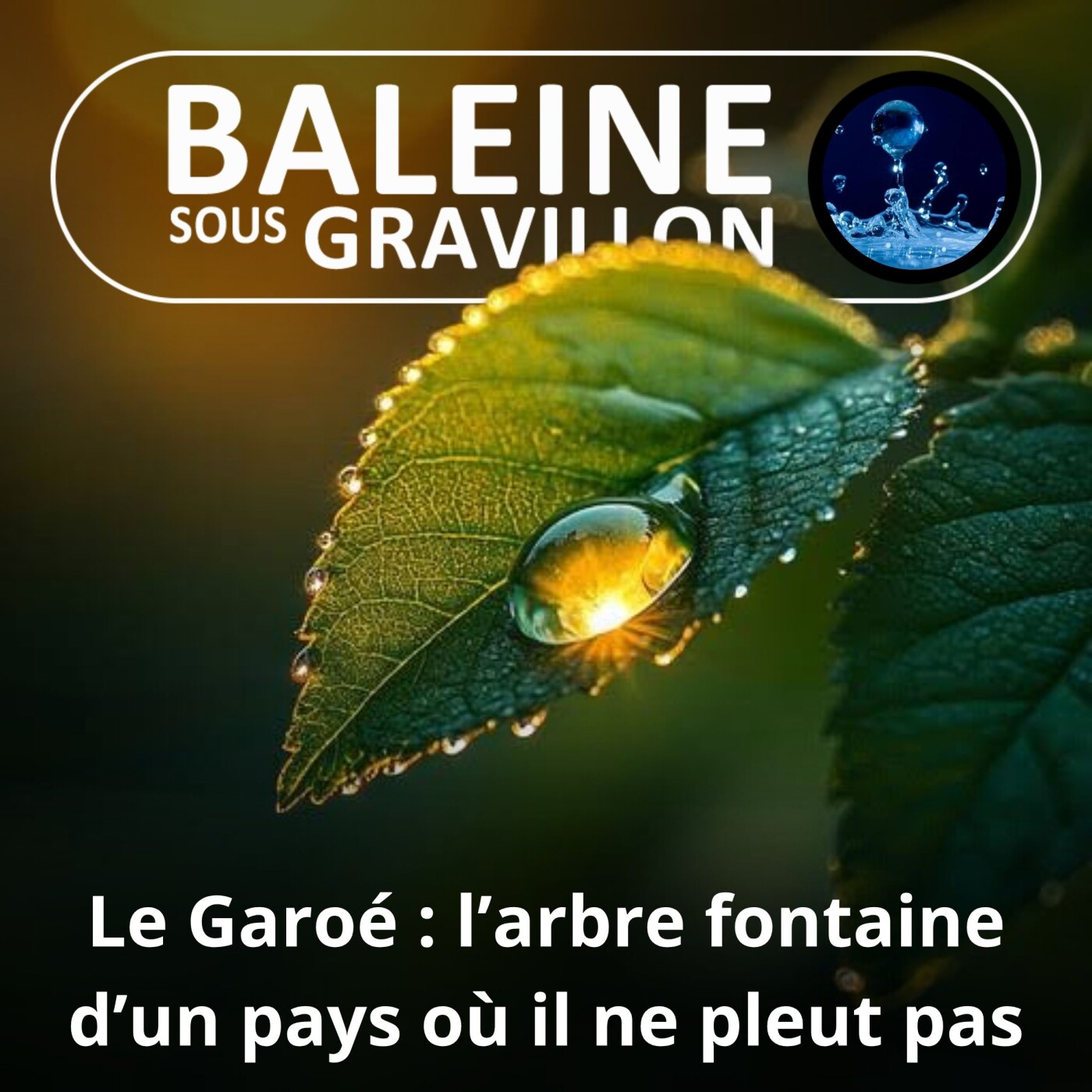 S01E15 Garoé : L'arbre légendaire... d'un pays où il ne pleut pas episode artwork