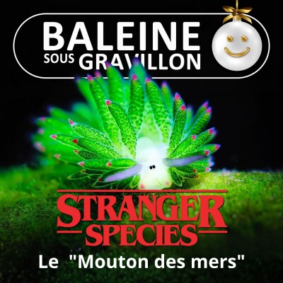 STRANGER SPECIES 10/12 : Un "Mouton de mer"... qui se prend pour une plante cover