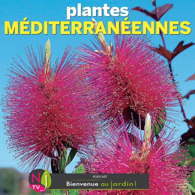 LE DOSSIER: PLANTES MÉDITERRANÉENNES ENTRE PASSION ET RAISON cover