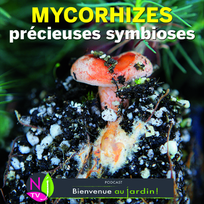 HISTOIRES BOTANIQUES: MYSTÉRIEUSES ET PASSIONNANTES MYCORHIZES cover