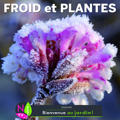HISTOIRES BOTANIQUES: LE FROID ET LES PLANTES cover