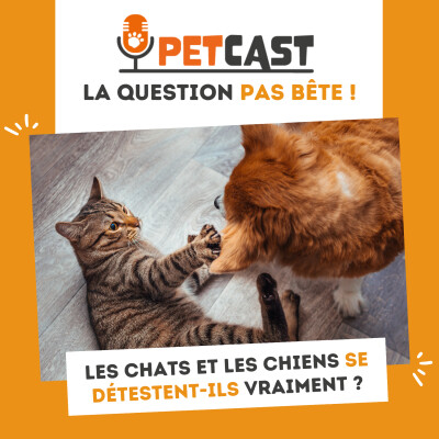 Les chats et les chiens se détestent-ils vraiment ? cover