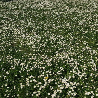 Ail des ours et Orties cover