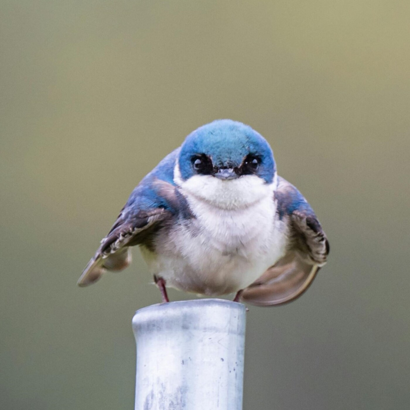 Humaniste, moi ?