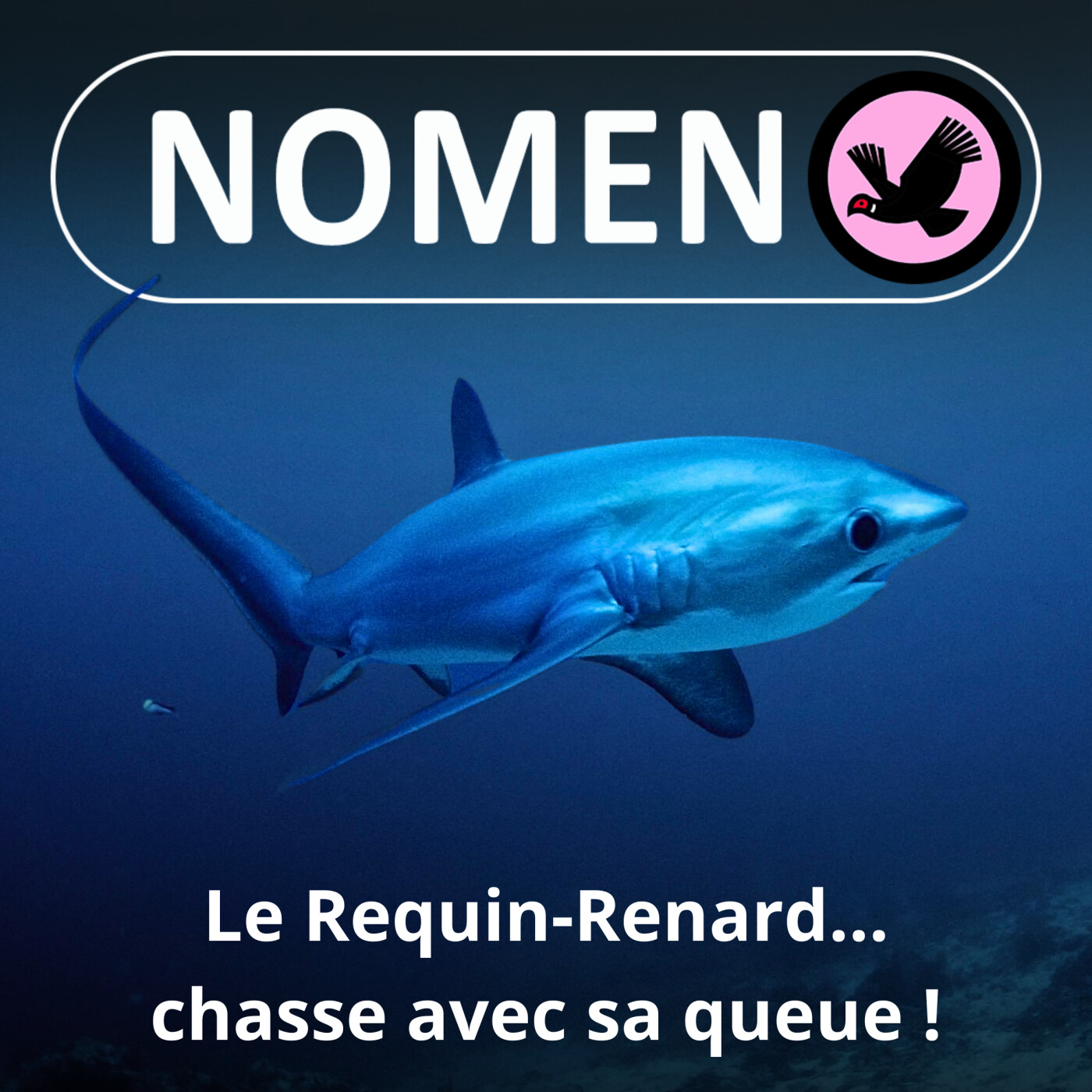 S01E07 La caudale du Requin renard, "fléau" des océans, est une redoutable arme de chasse ! episode artwork